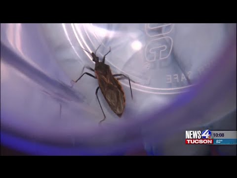 Video: Kissing Bug Bite: Identifisering, Behandlinger Og Forebygging