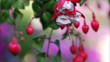 الشيخ محمد القصطالي سورة العصر Belle récitation du Coran Sourat Al Asr