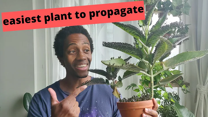 Plant of Life Propagation | bryophyllum pinnatum /...