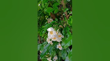 Công dụng của cây Nguyệt quế thái Radermachera yunnanensis