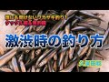 誰にも聞けないワカサギ釣り1 激渋時の釣り方 Smelt fishing that no one can ask Vol.1