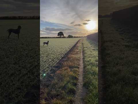 Weimaraner in its natural environment #weimarner #Norfolk #sunrise