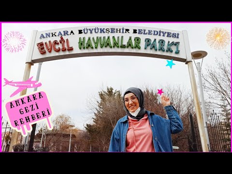 Video: Evcil Hayvanlar Ve Yeni Doğanlar: İnanmamanız Gereken Mitler