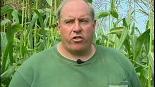 Sweet Corn -  Brookdale Farm, Hollis, NH