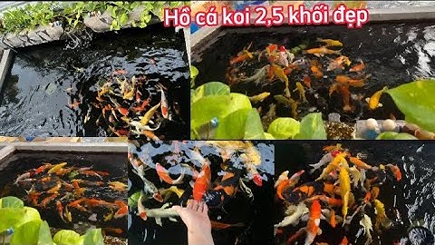 Hồ Cá Koi 2,5 Khối Có Máy Che Đẹp - Nước Cực Trong - Cá Mút Tay - Dạng Người.Hồ E Thông ở Tiền Giang