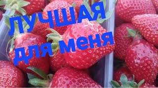 КЛУБНИКА. КАКАЯ ДЛЯ МЕНЯ ЛУЧШАЯ?