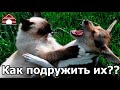 207. Как познакомить взрослую собаку с котом. Как подружить кошку с собакой?