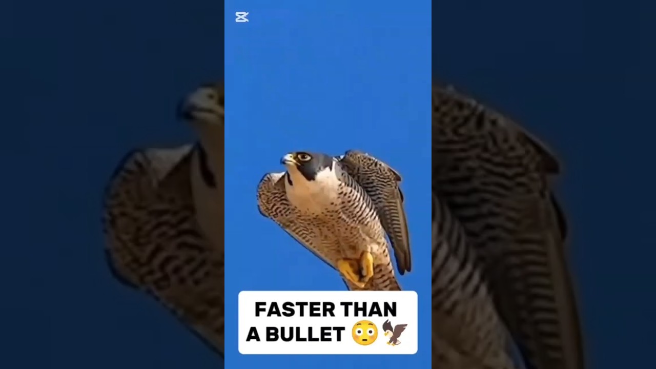 Did You Know This Bird Is Faster Than a Bullet? 💨 | 