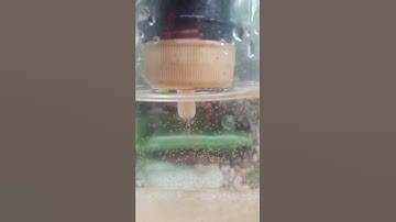 Artemiya separation without net #Shorts #myfirstshorts