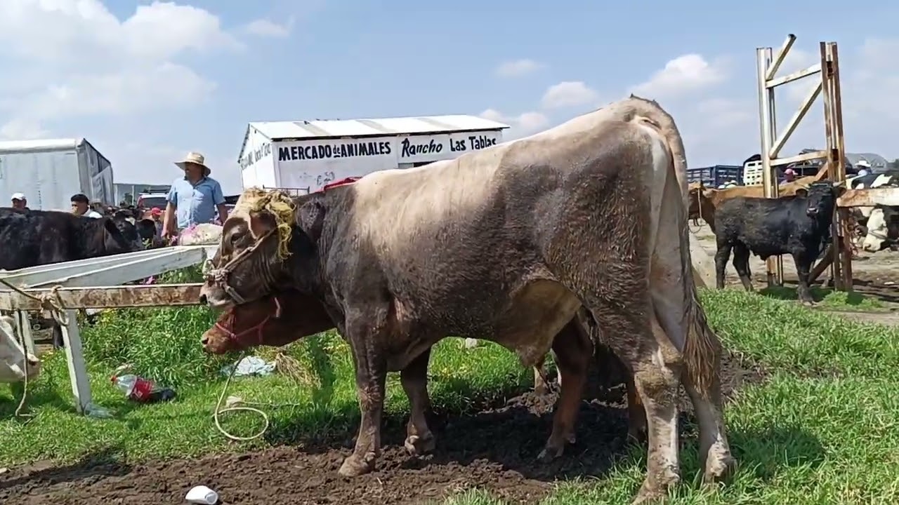 Tianguis de ganado rancho las tablas becerros charolas baratos 