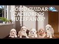 Cuidado de cachorros huérfanos