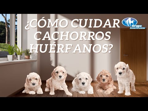 Video: Alimentando Al Cachorro Huérfano