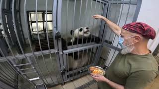 🐼 Тренинг панды Катюши глазами Александра Вервальда - ведущего зоотехника отдела Фауна Китая.