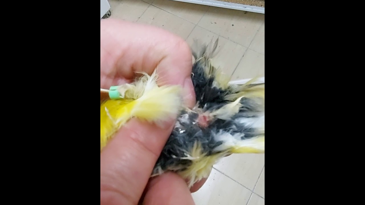 KANARYALARDA CİNSİYET NASIL ANLAŞILIR? HOW TO LEARN THE GENDERS OF BIRDS?