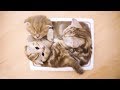 고양이 액체설 Funny 3 Cat in a basket.[탐묘생활]