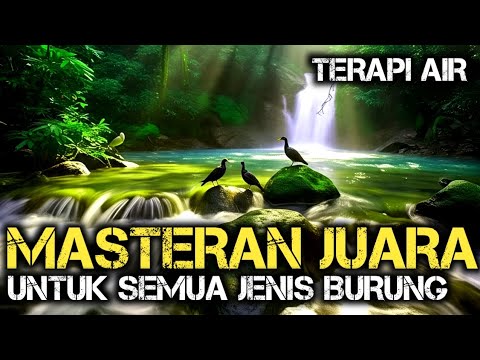 MASTERAN ISIAN MEWAH ROLL TEMBAK PANJANG ,Terapi Air Untuk Semua Jenis Burung ,Terapi Air