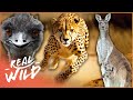 Who Is The Fastest Creature In The Animal Kingdom? | Race of Life | Real Wild