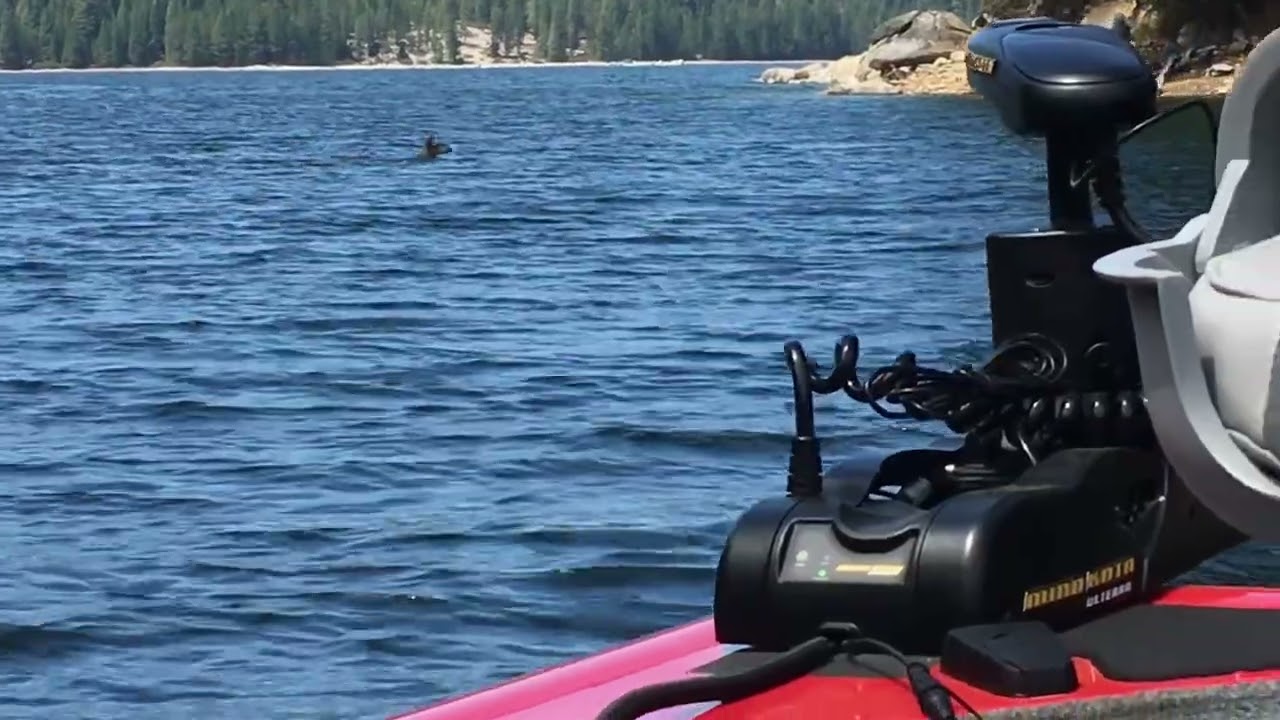 Rare animal wildlife footage wild deer swimming across Union Valley reservoir lake in winter ❄️