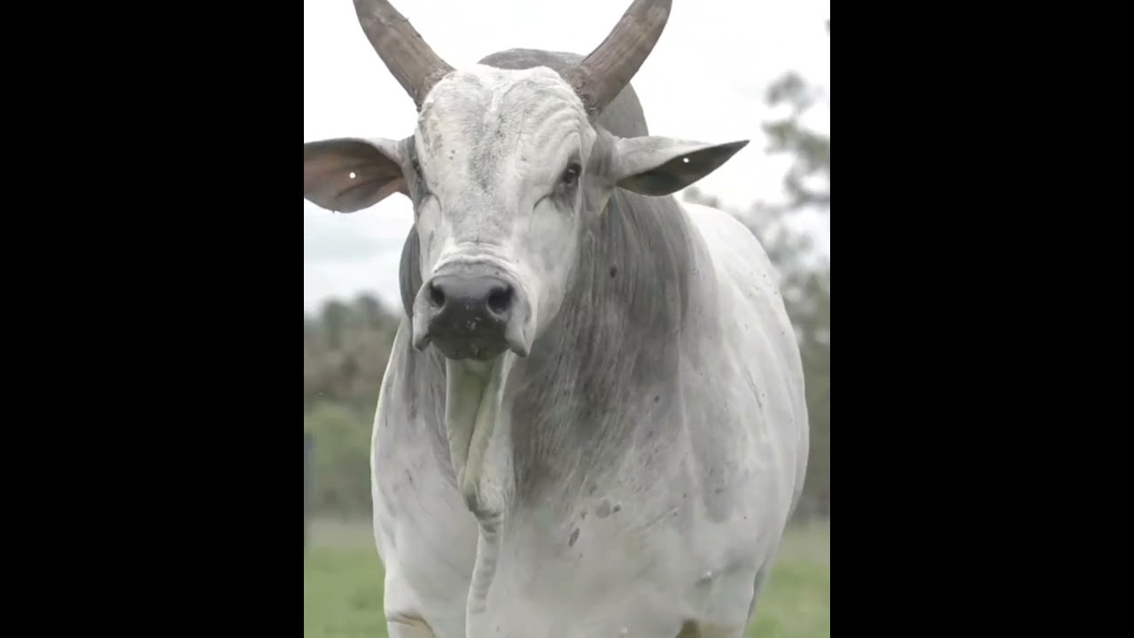 What Is A Male Cow Called YouTube What Is A Male Cow Called YouTube