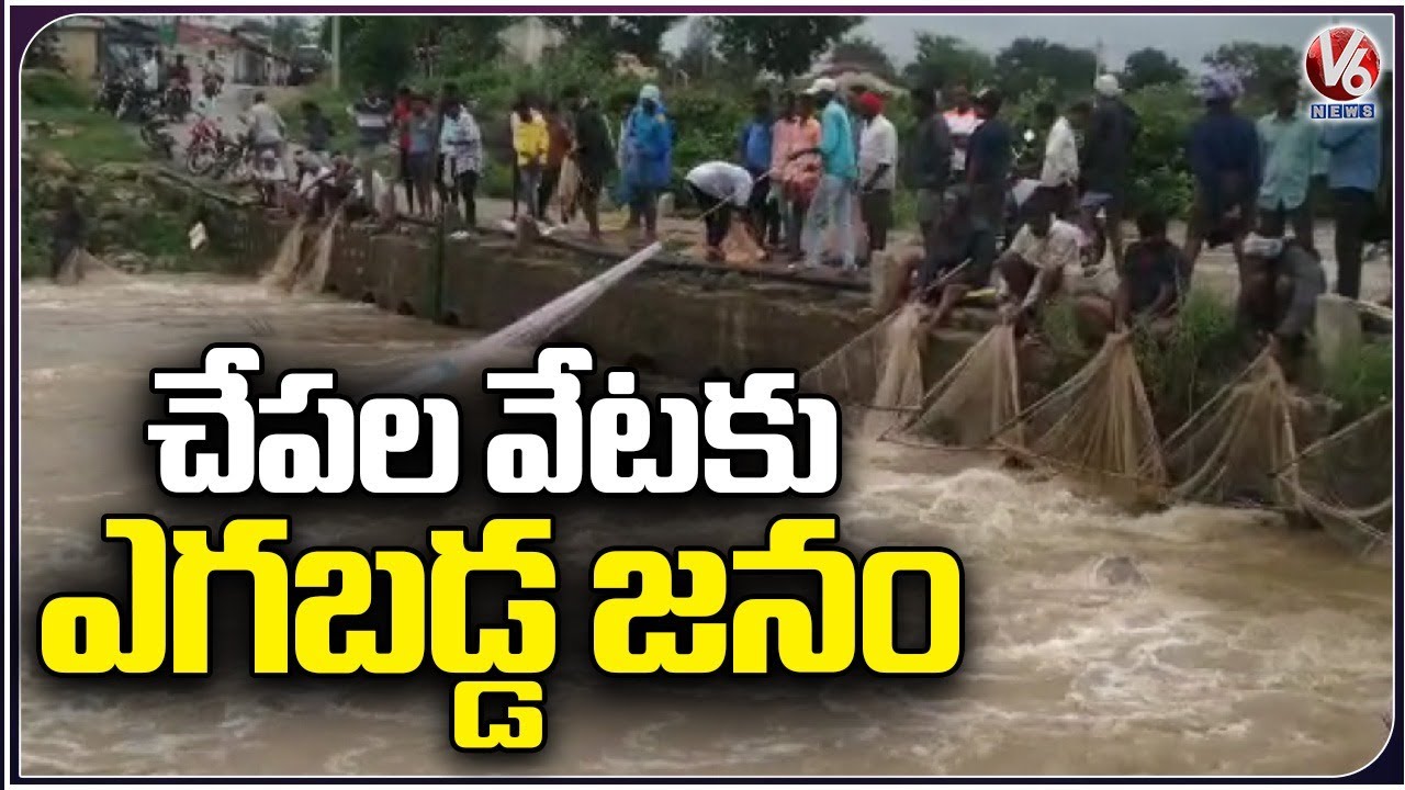 Villagers Fishing In Flood Flow | Telangana Rains | V6 News - YouTube