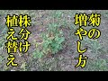 菊の増やし方　株分け　How to increase chrysanthemums
