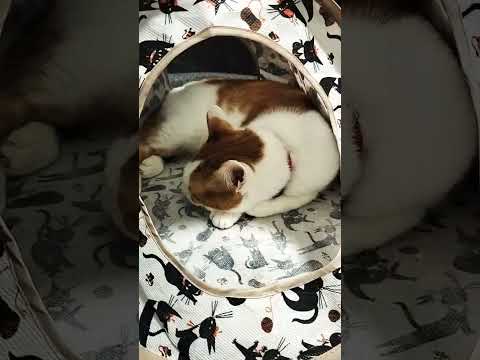 テントから出てきてください😸😸😸please come out of the tent　#shorts #short #shortvideo