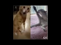 Funny Cats Video