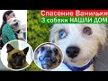 Нужна операция Мопе. Пиометра у Ванильки. 3 собаки УЕЗЖАЮТ В СЕМЬИ !