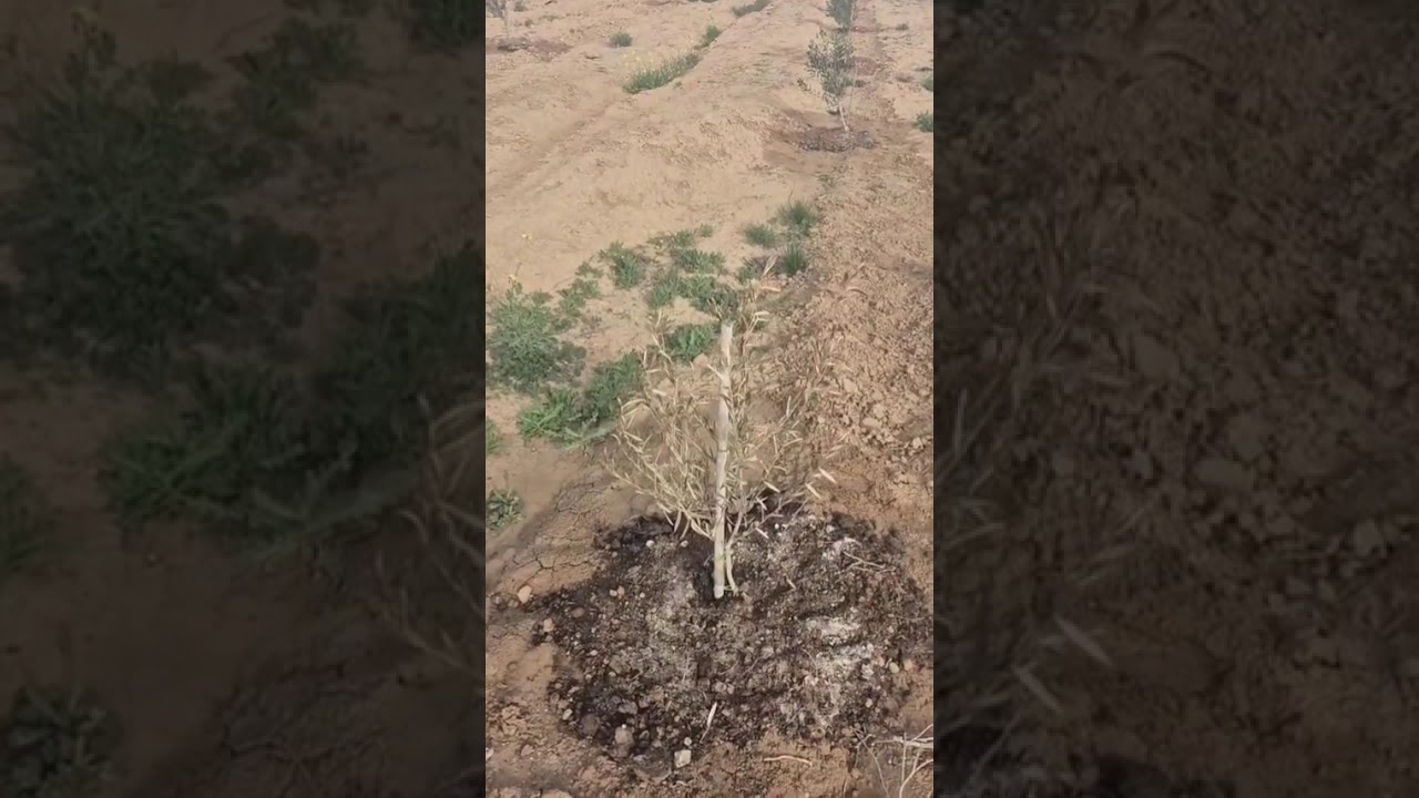 الجبس الزراعي و الغبار عضوي  في نمو الزيتون