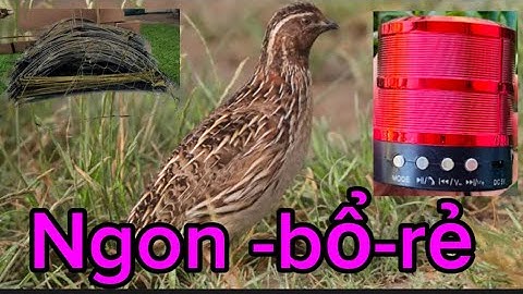 ❌COMBO LOA-CUNG-THẺ  bẫy cút giá rẻ nhất Việt Nam  ❌