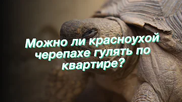 Можно ли красноухой черепахе гулять по квартире?
