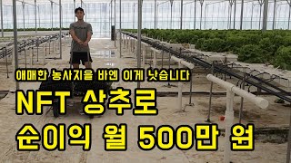 3개월에 상추 40000개 출하. 월 500만원 수익 (2편) screenshot 3