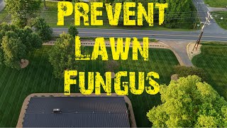 How To Prevent Lawn Disease Tips And Tricks