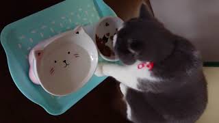 【猫グッズ】ピンクの猫食器を買いました❗【ご飯】ブリティッシュショートヘア