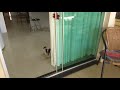 Brazilian Guard Dog - FOX ainda bebê 2 の動画、YouTube動画。