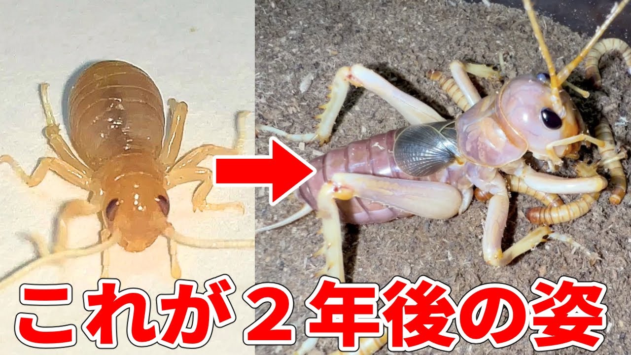 プレゼントした赤ちゃんリオックが超巨大化してました