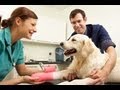 Steps to Becoming a Veterinarian