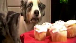 Cupcake Dog I Don&#39;t Need You