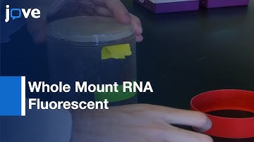 Whole Mount RNA Fluorescent in situ Hybridization Of Drosophila Embryos l Protocol Preview
