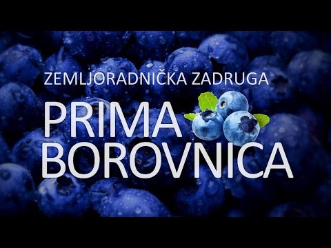 Video: Močvarna Borovnica