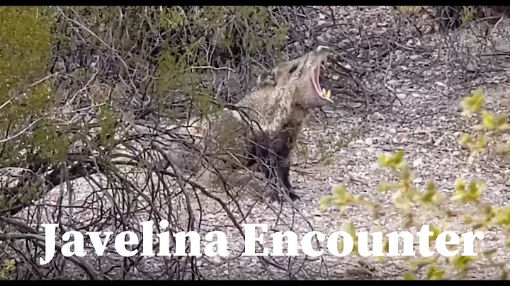 Javelina Encounter