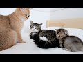 A gentle daddy cat who uses tail to play with daughter
