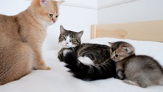 A gentle daddy cat who uses tail to play with daughter