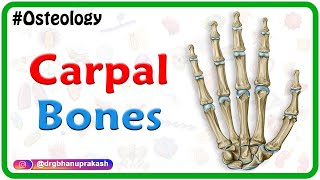 Carpal Bones Osteology Animation / Wrist bones