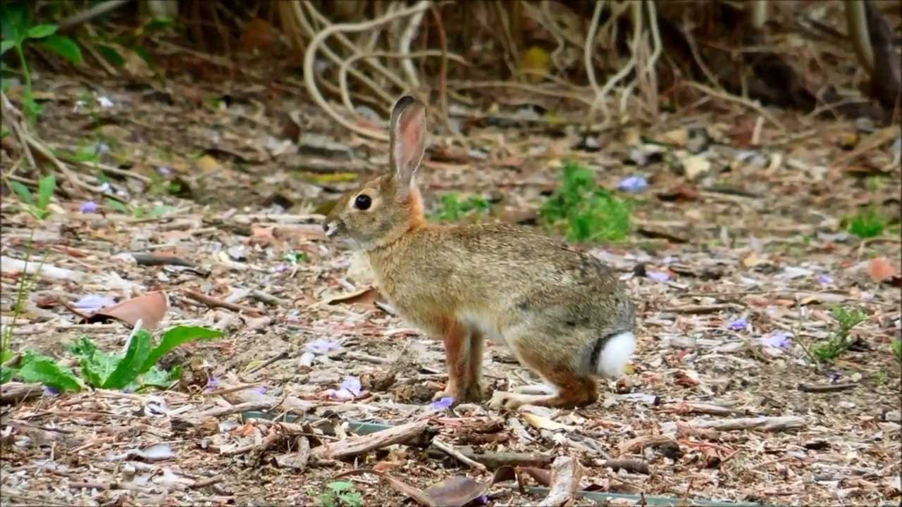 Wary Desert Cottontail Rabbit Eventually Drops Its Guard, Carlsbad ...