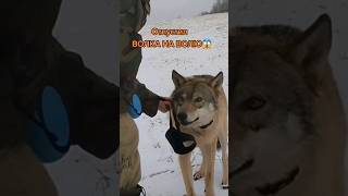 Дима наконец-то отпустил ВОЛКА НА СВОБОДУ! The man let THE WOLF GO FREE!