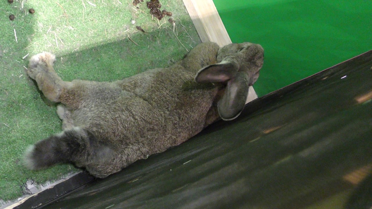 Flemish Giant rabbit (KimoKawaii-Exhibition in Tokyo solamachi