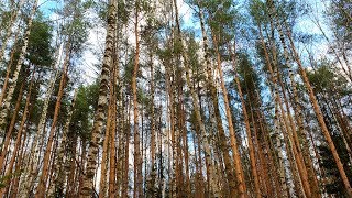 Успокаивающий Шум Ветра в Лесу Для Сна, Медитации и Релакса