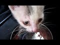 子猫保護 お腹が満腹になってしゃべりだす子猫「あぅ美味しい」