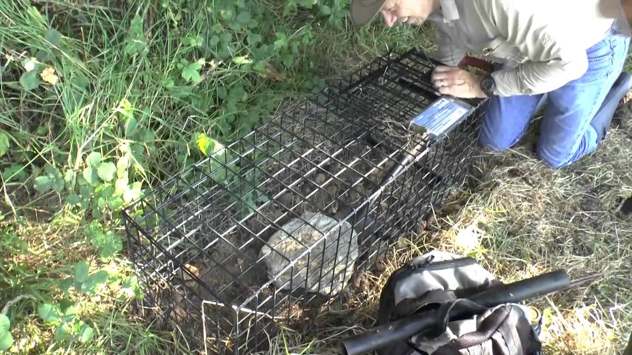 IFAW UK Badger Campaign Update